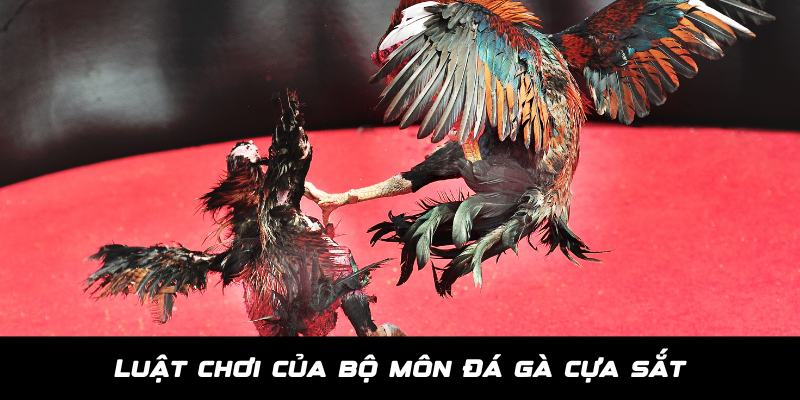 Đá Gà Cựa Sắt - Thiên Đường Giải Trí Dành Cho Kê Thủ Tại Jun88 4 Quy luật cơ bản newbie cần biết khi chơi đá gà cựa sắt